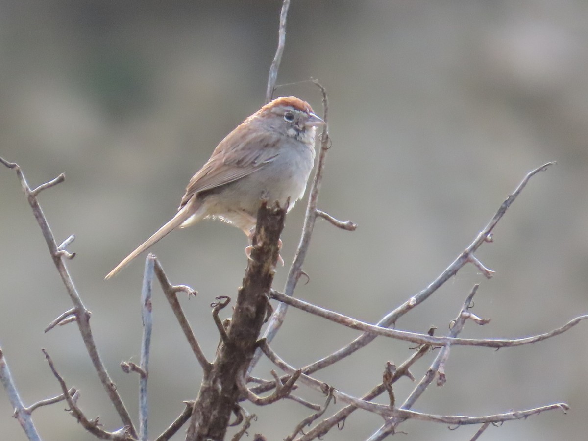 Rufous-crowned Sparrow - Dottie Marron