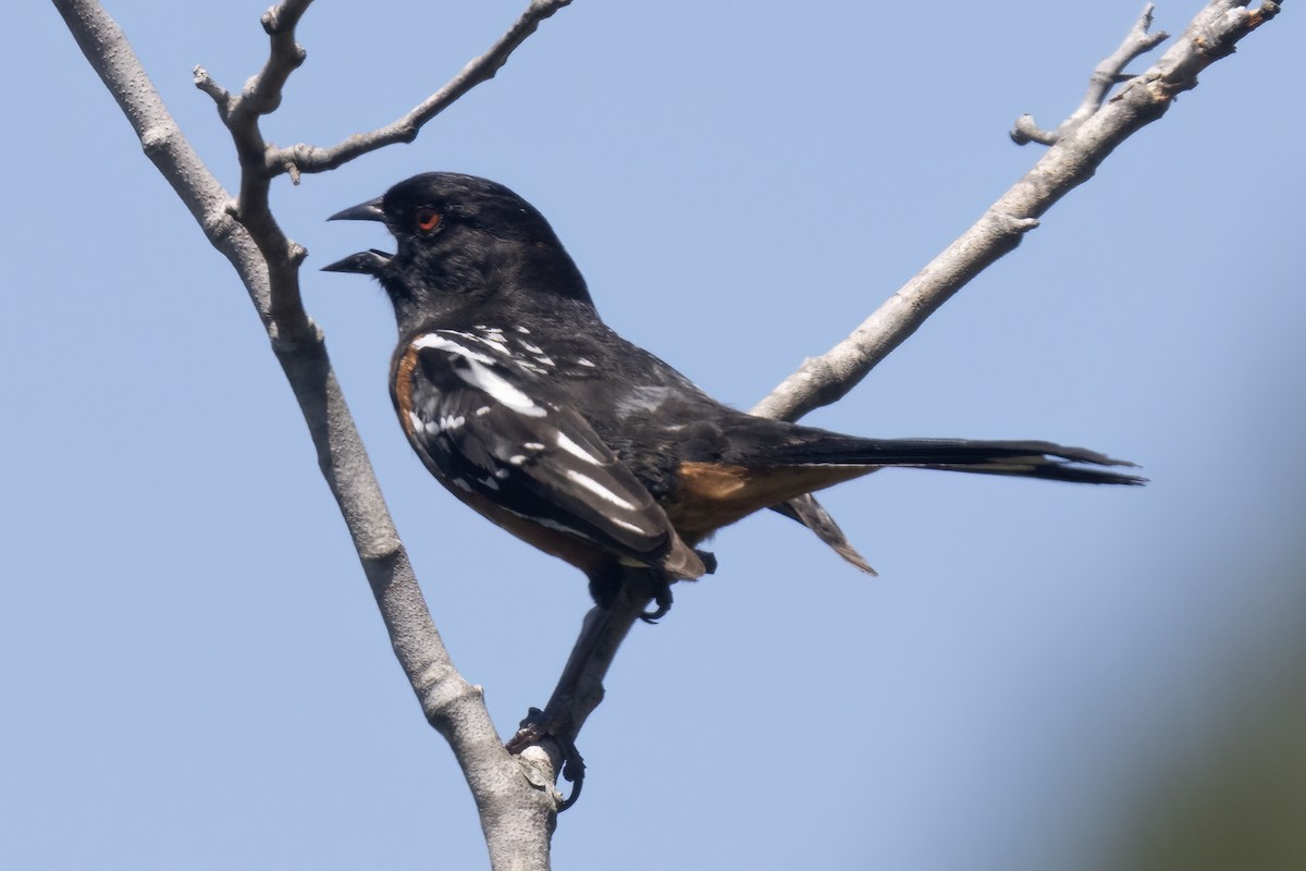 Spotted Towhee - ML618114617