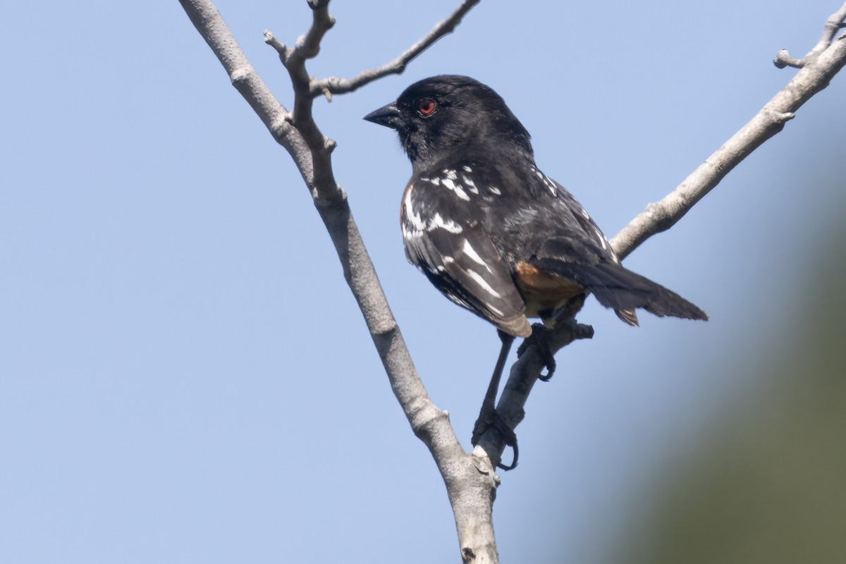 Spotted Towhee - ML618114618
