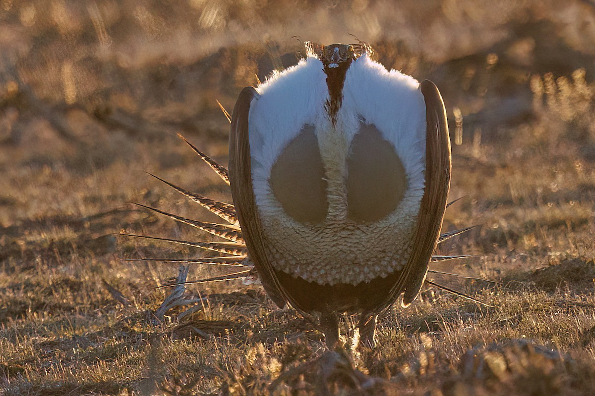 Greater Sage-Grouse - ML618114636