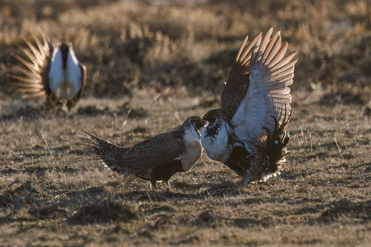 Greater Sage-Grouse - ML618114637