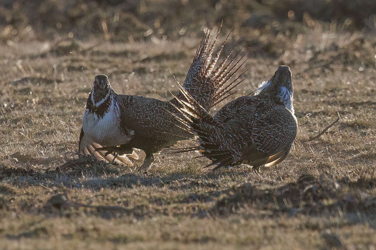 Greater Sage-Grouse - ML618114638