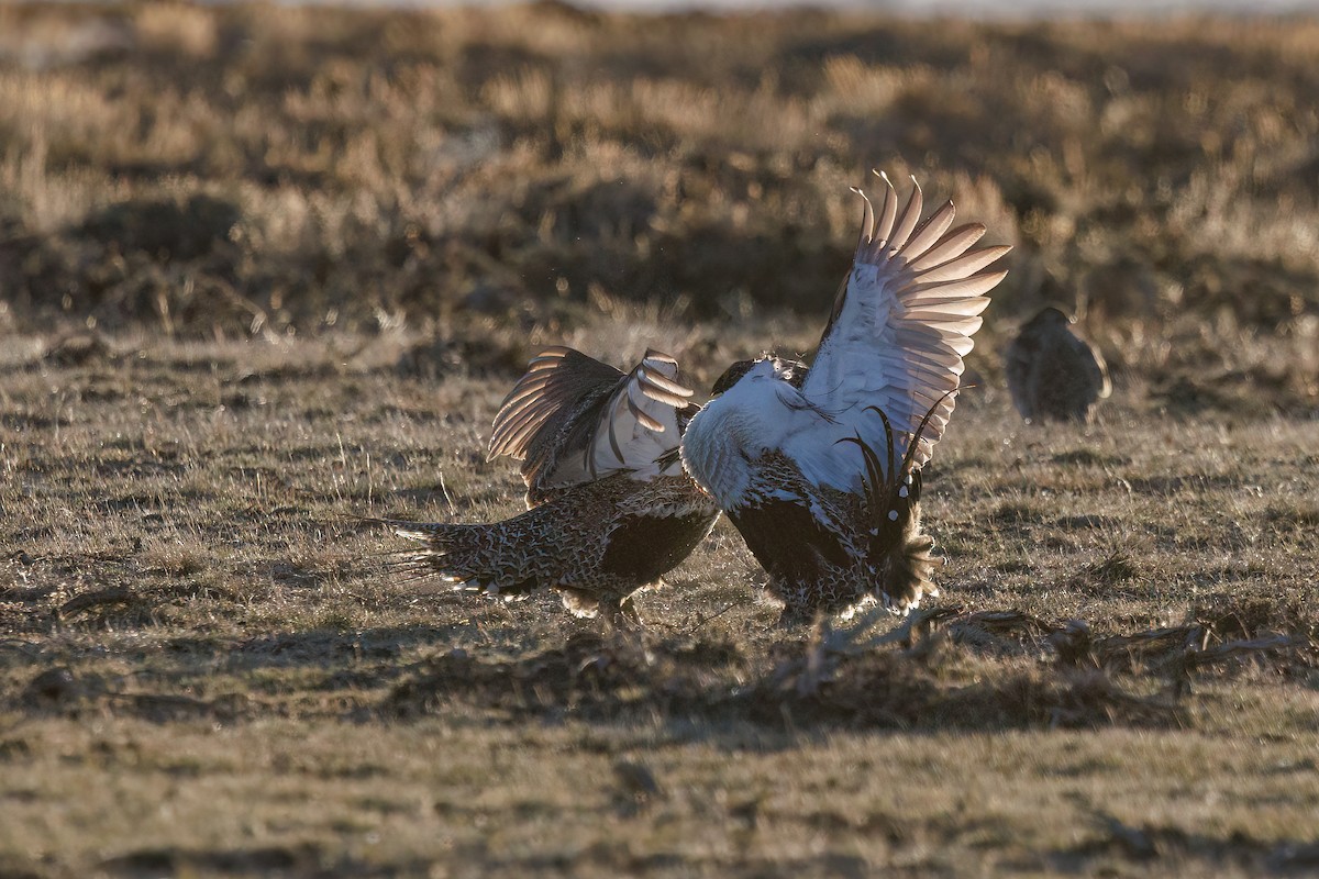 Greater Sage-Grouse - ML618114639