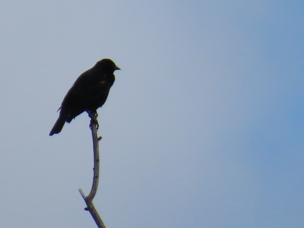 Red-winged Blackbird - Dottie Marron
