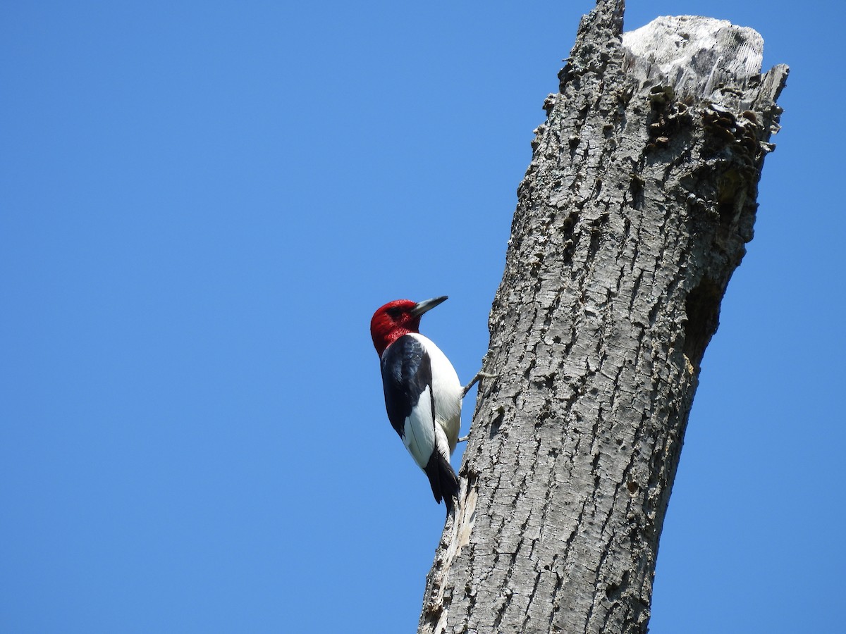 Red-headed Woodpecker - Cynthia Nickerson