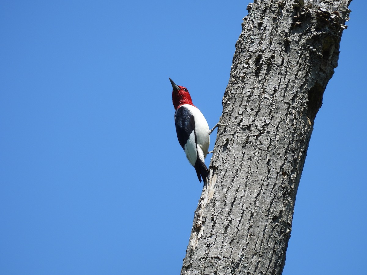 Red-headed Woodpecker - ML618114690
