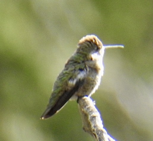 hummingbird sp. - Brian Ison