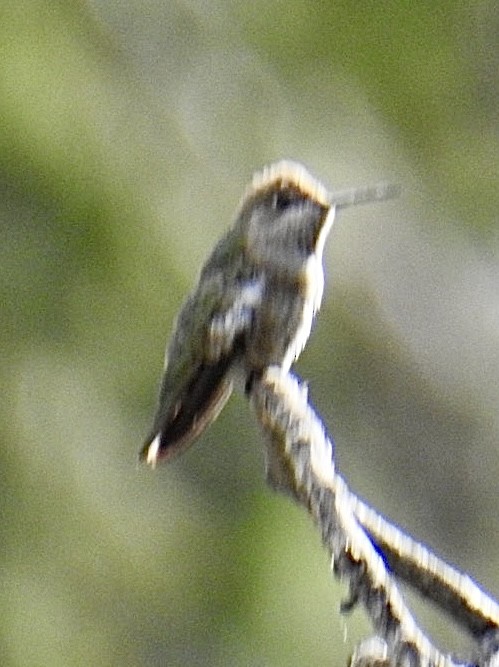 hummingbird sp. - Brian Ison