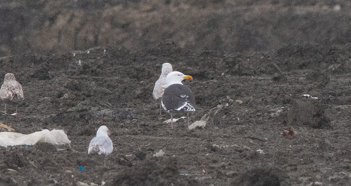 Great Black-backed Gull - Anuj Ghimire