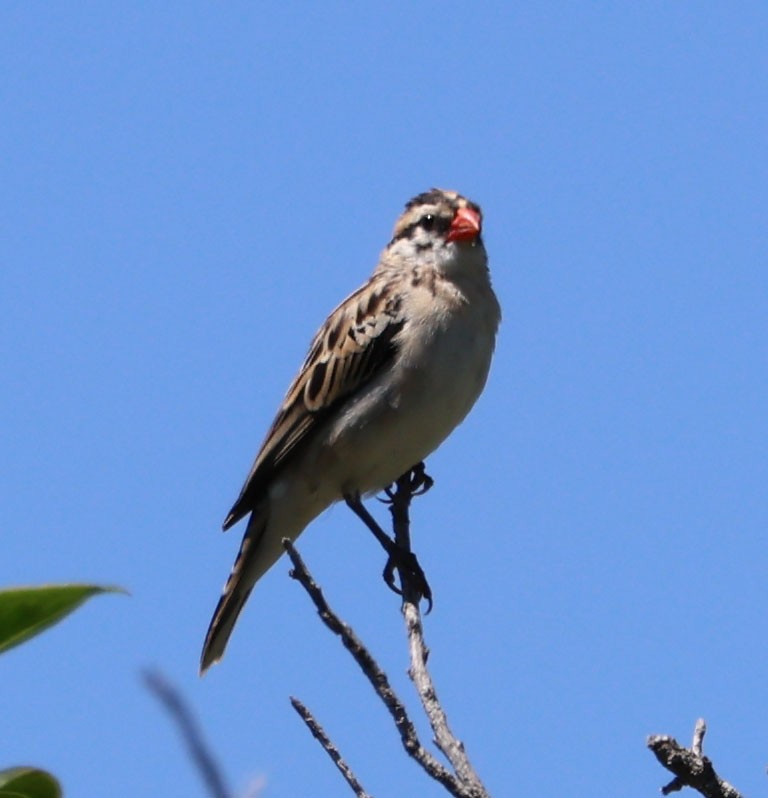 Pin-tailed Whydah - ML618114769