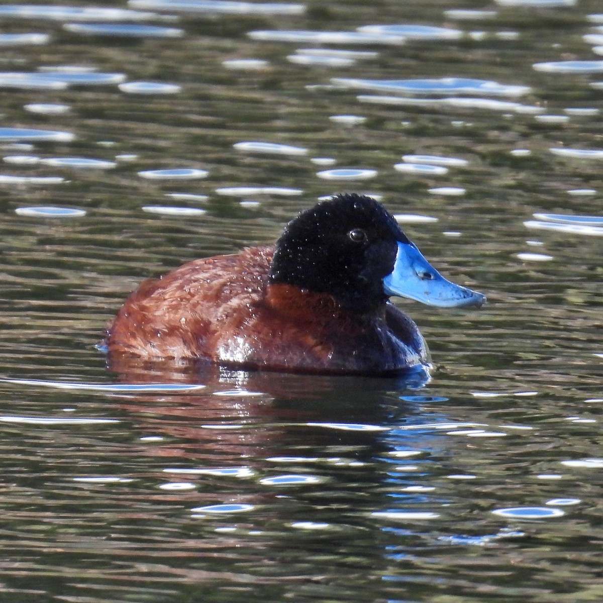 Andean Duck - ML618114875