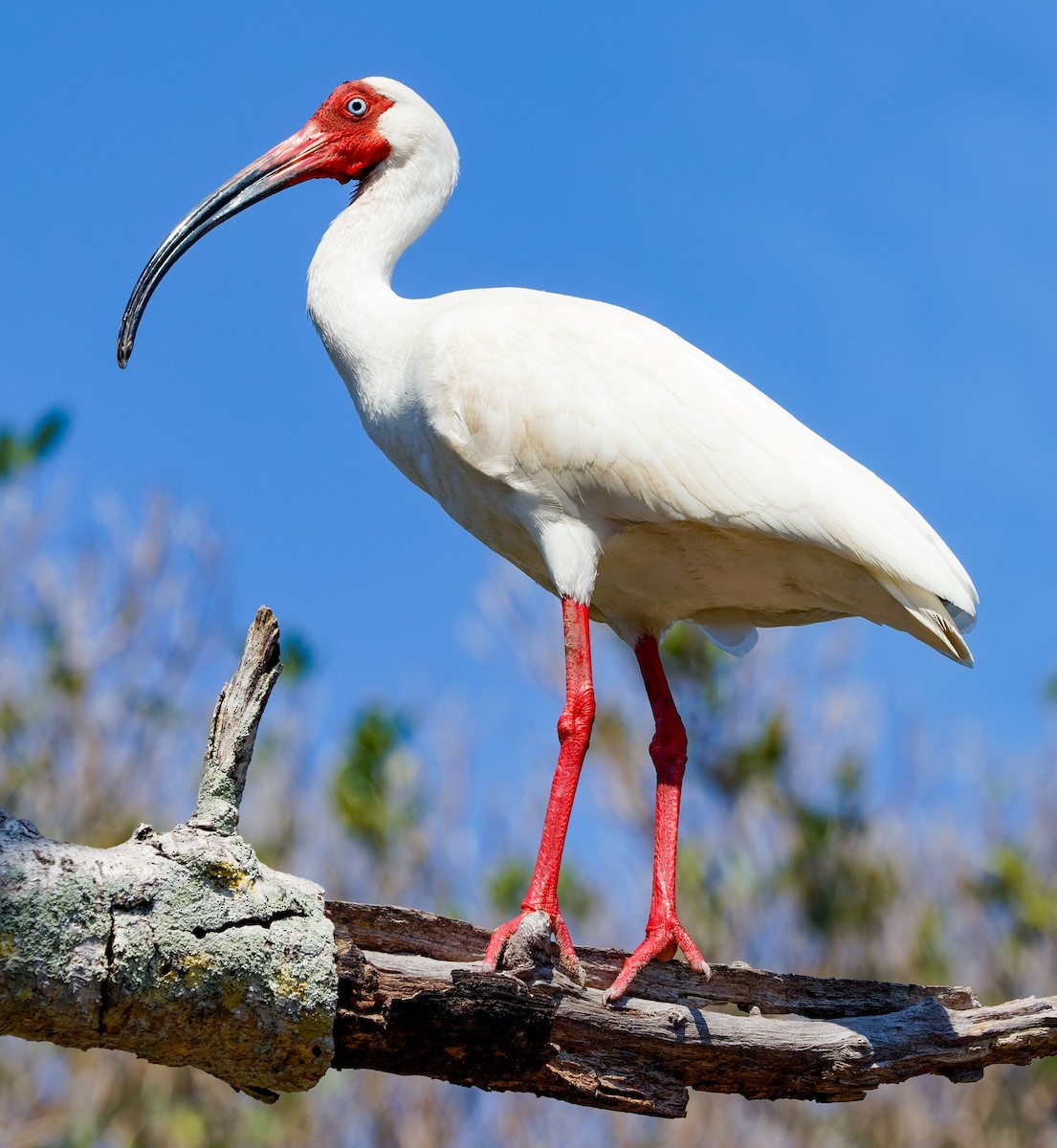 ibis bílý - ML618114896