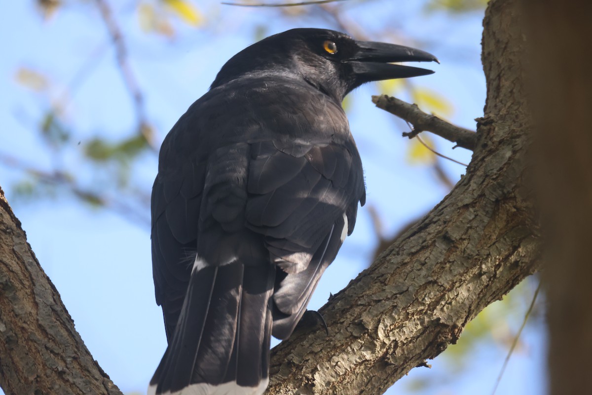 Pied Currawong - ML618114906