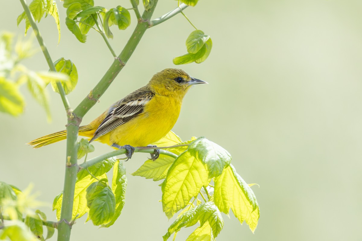 Orchard Oriole - ML618114936