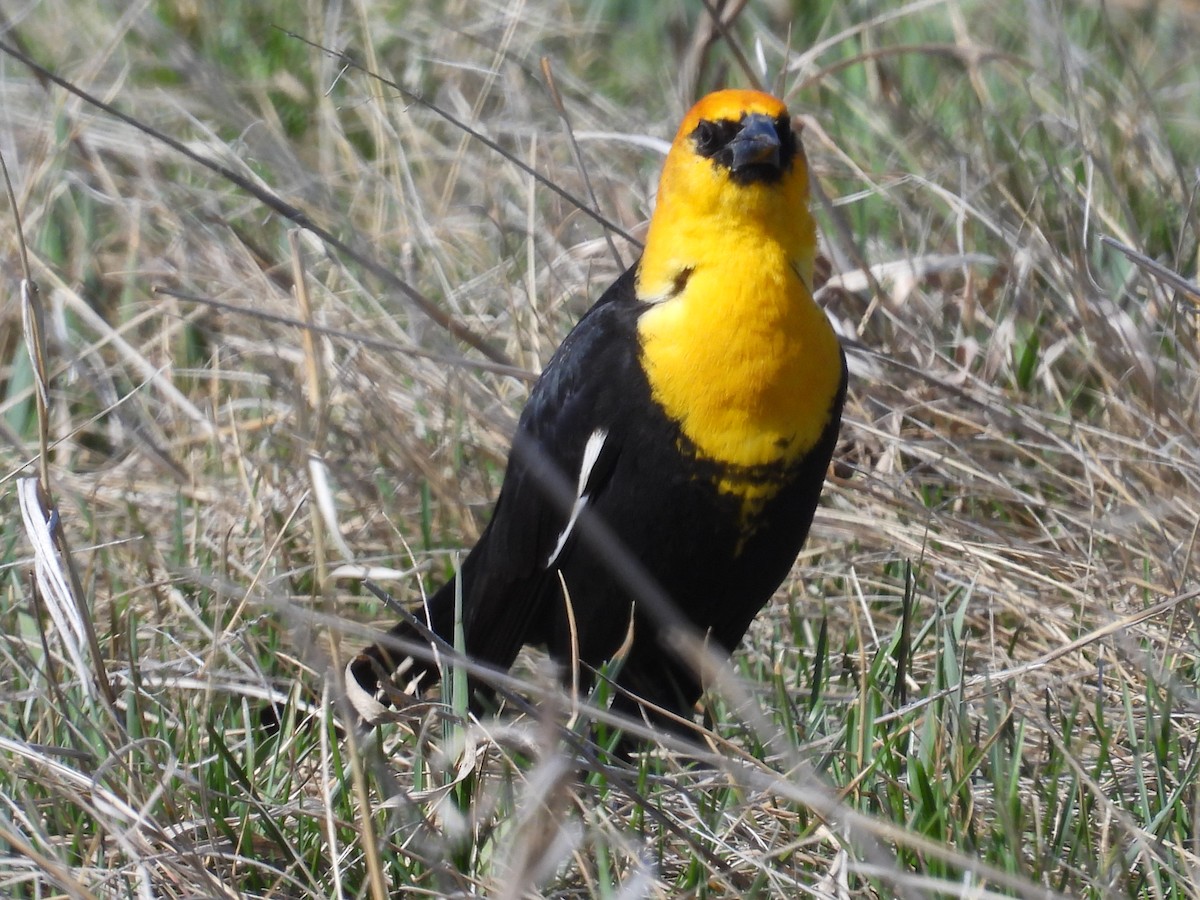 Yellow-headed Blackbird - ML618114938