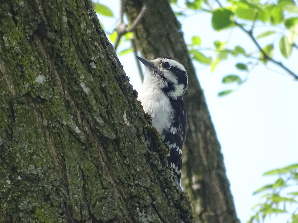 Downy Woodpecker (Eastern) - Shey Claflin