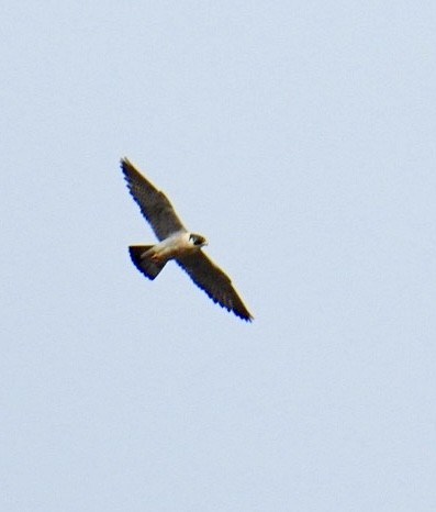 Peregrine Falcon (North American) - ML618115004