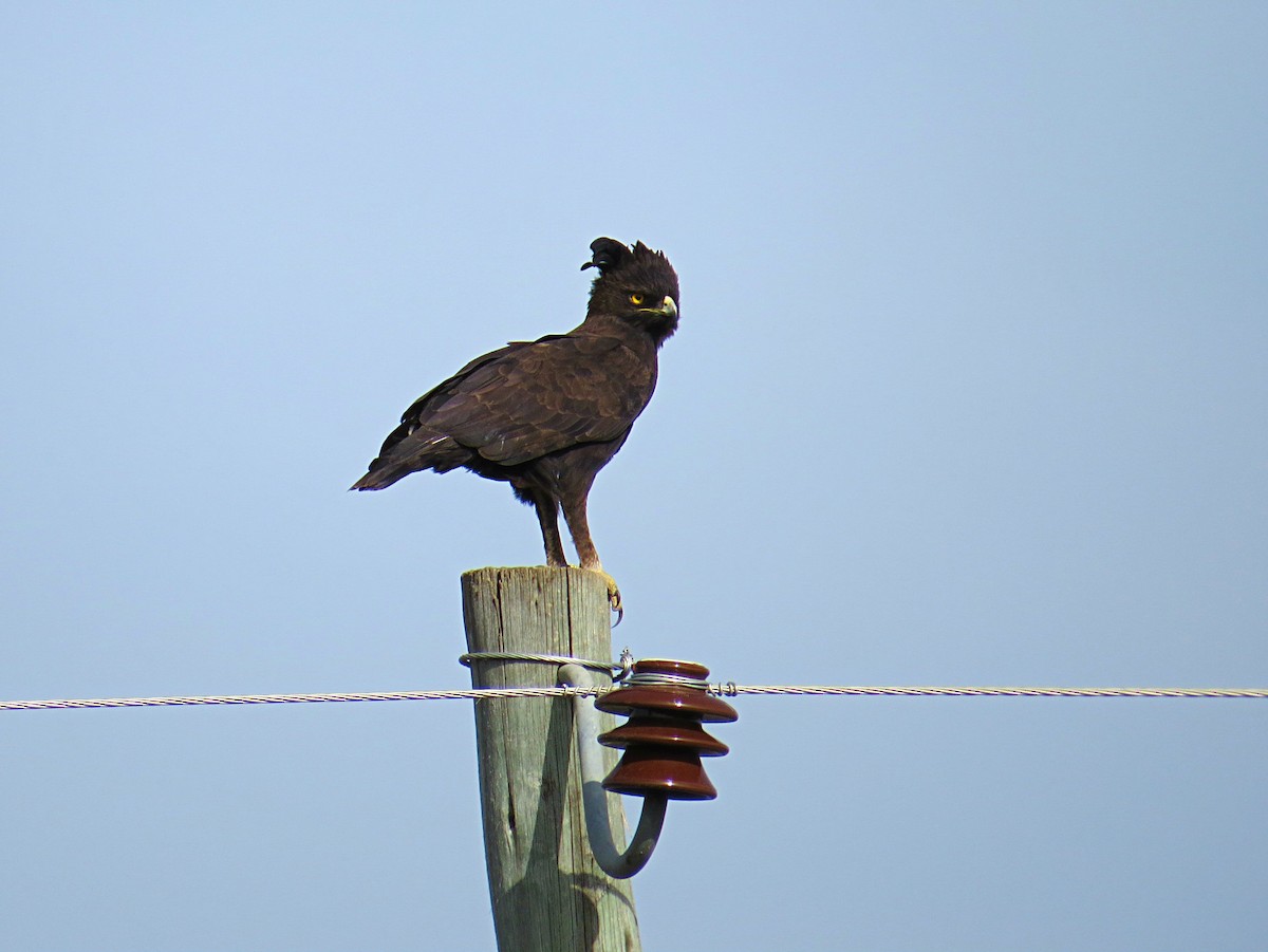 Long-crested Eagle - Andrew Cauldwell