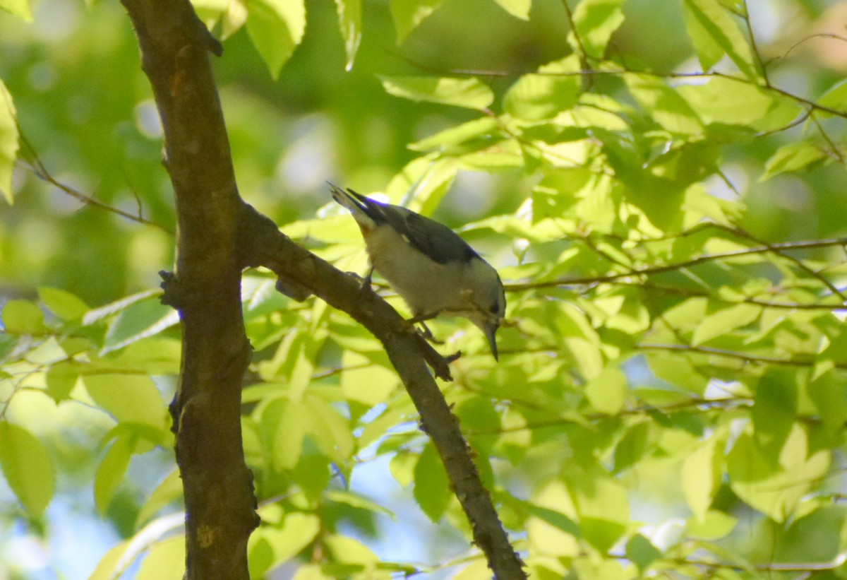White-breasted Nuthatch - Robin Toler