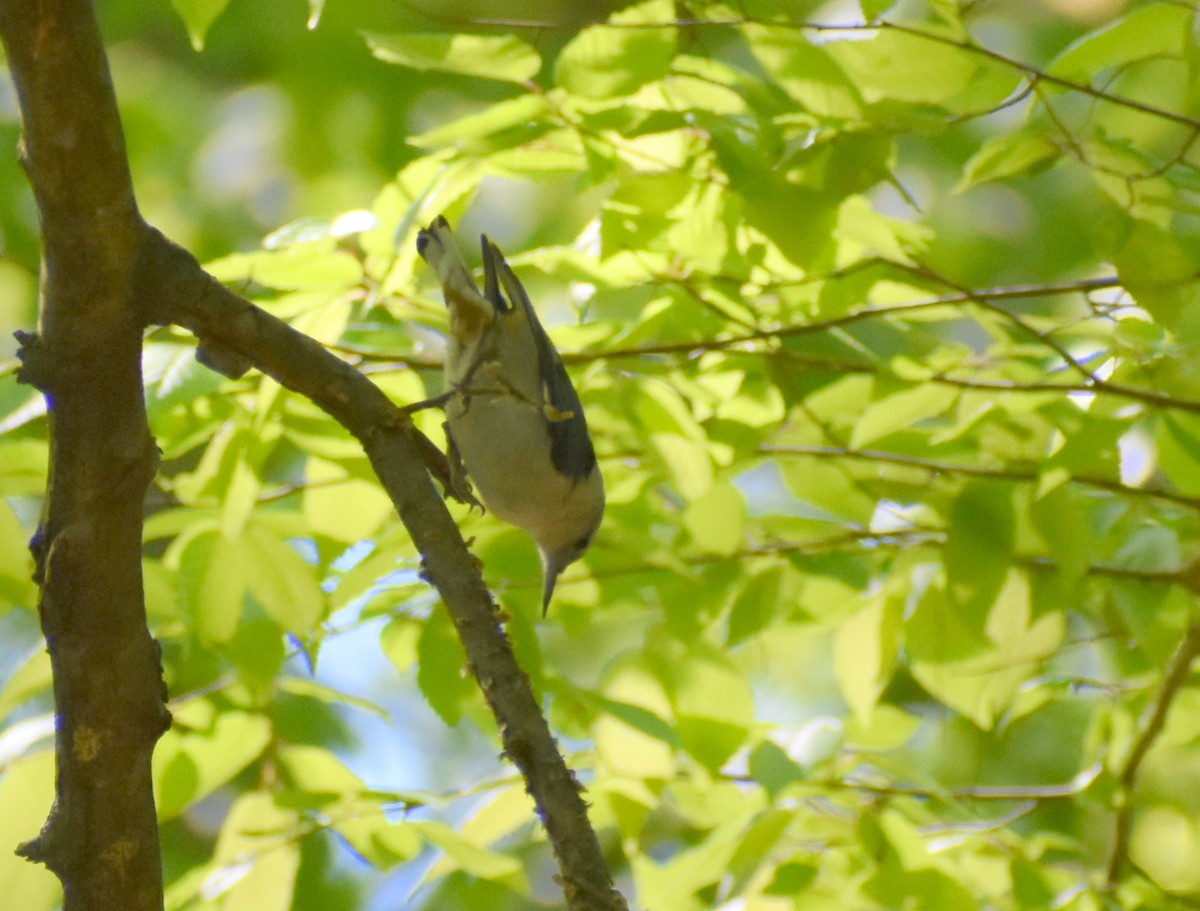 White-breasted Nuthatch - ML618115029