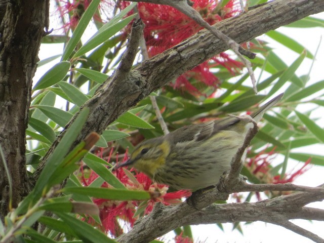 Cape May Warbler - Lillian Russell