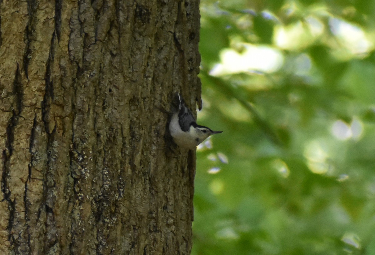 White-breasted Nuthatch - Robin Toler