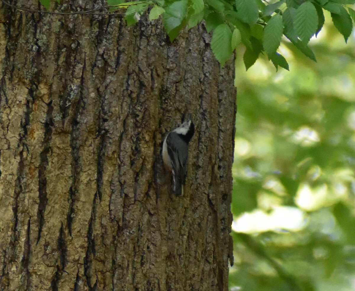White-breasted Nuthatch - ML618115060