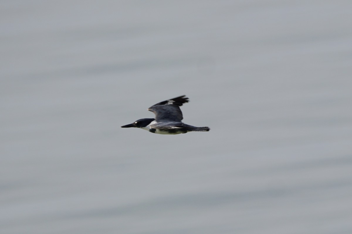 Belted Kingfisher - ML618115064