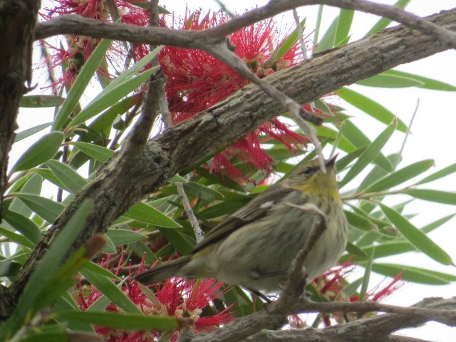 Cape May Warbler - ML618115065