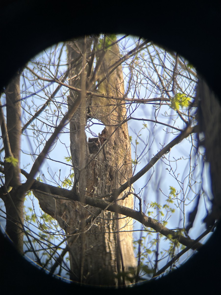 Great Horned Owl - ML618115086