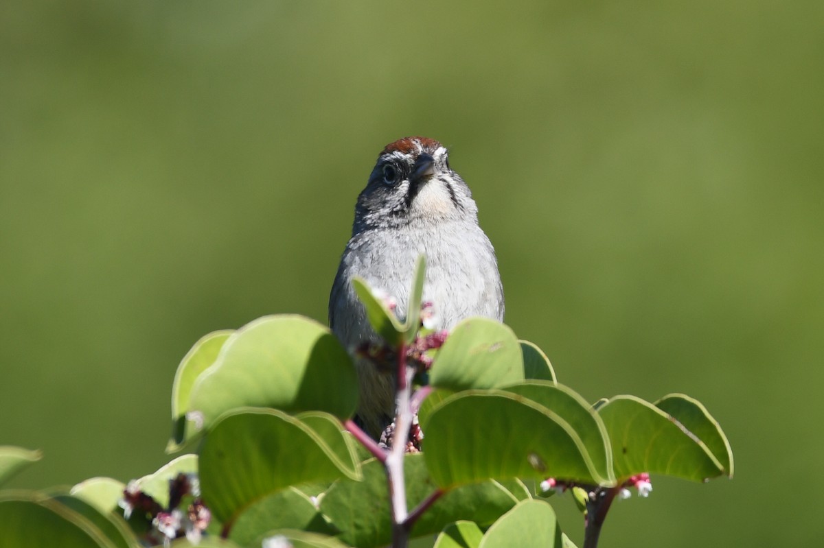 Rufous-crowned Sparrow - ML618115091