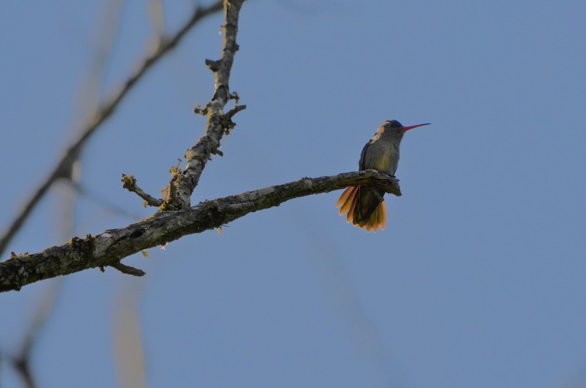 Gilded Hummingbird - silvia sokolovsky