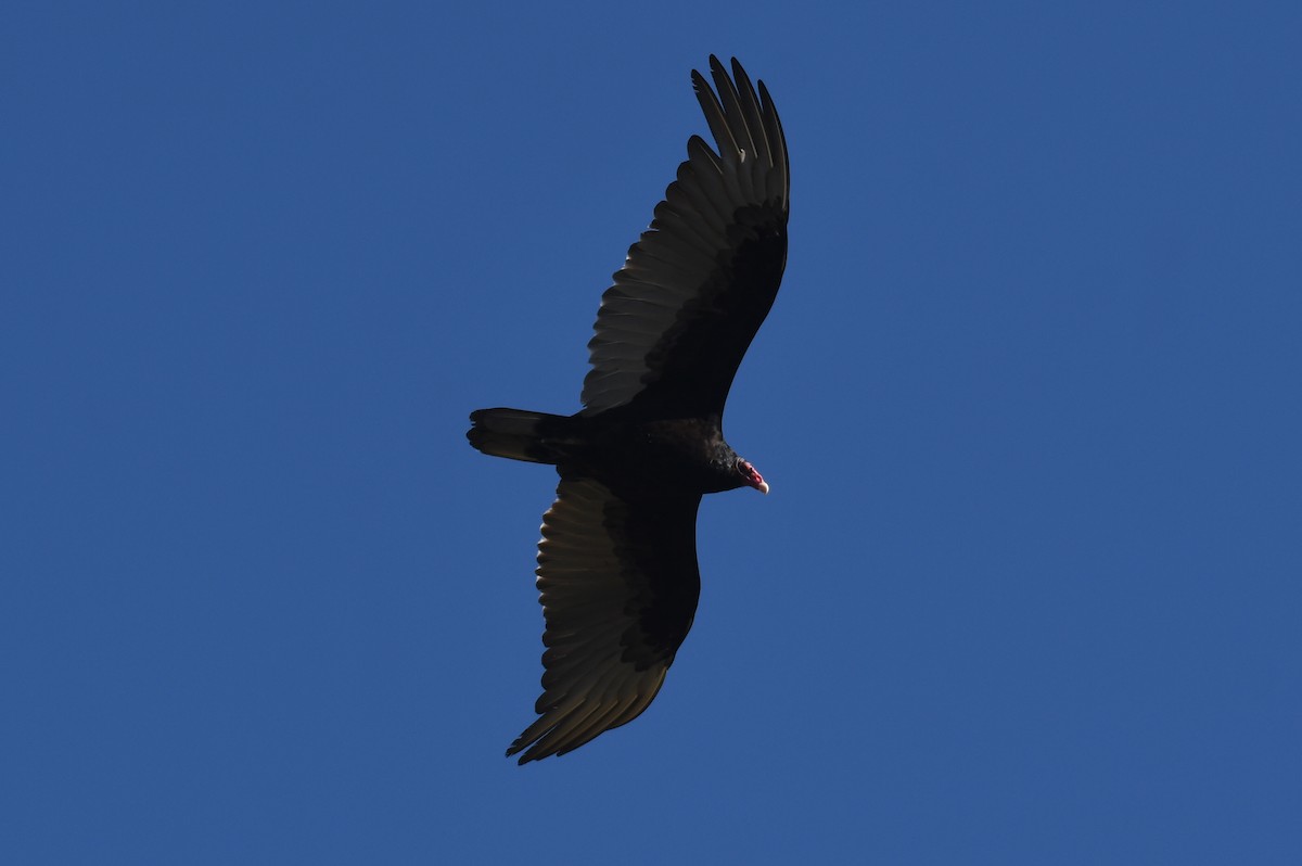 Turkey Vulture - ML618115119