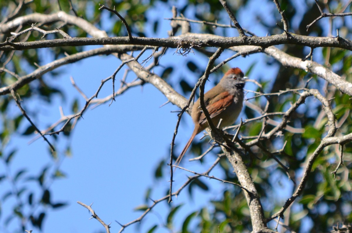 Sooty-fronted Spinetail - ML618115127