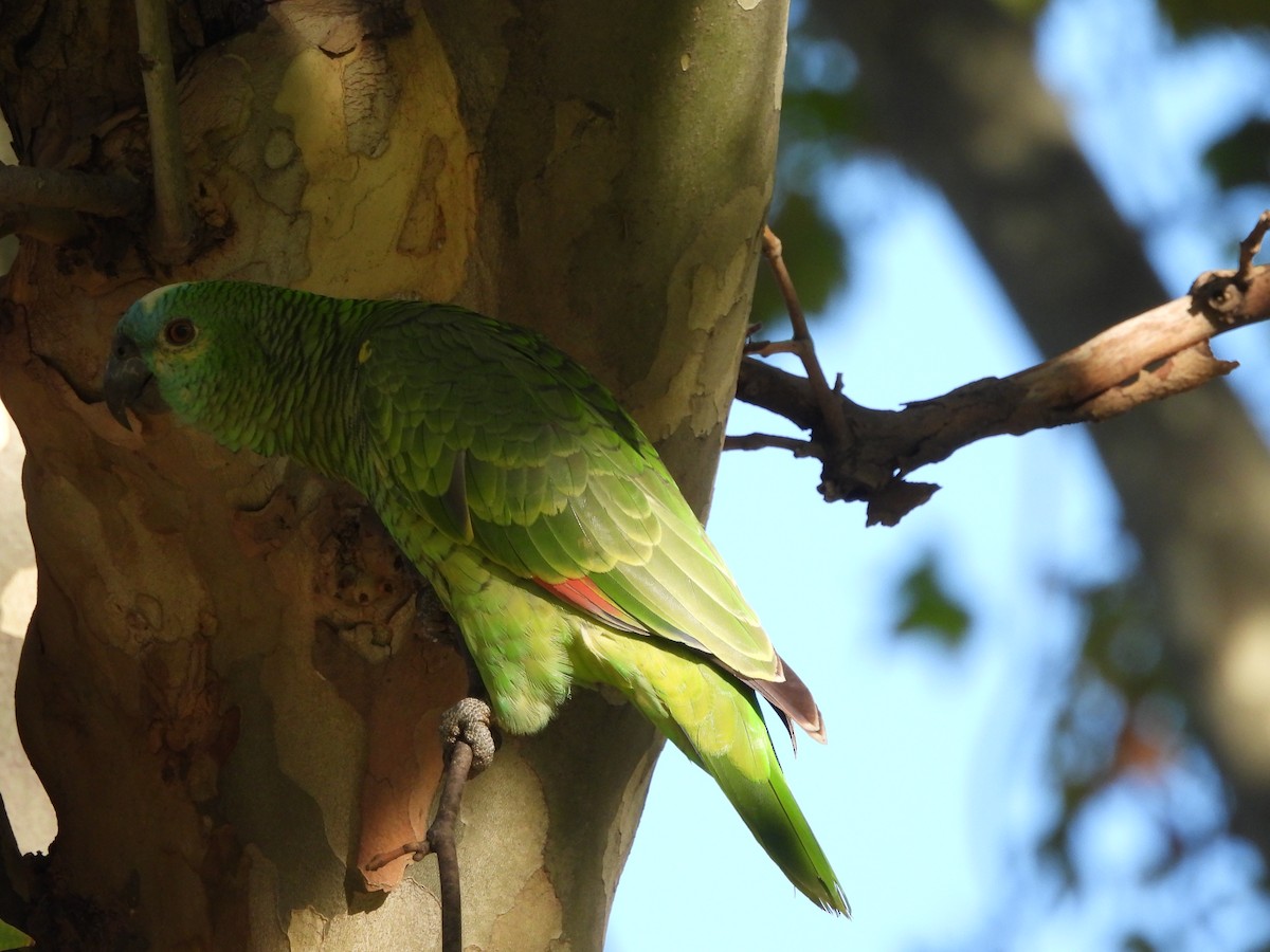 Turquoise-fronted Parrot - Laura Bianchi
