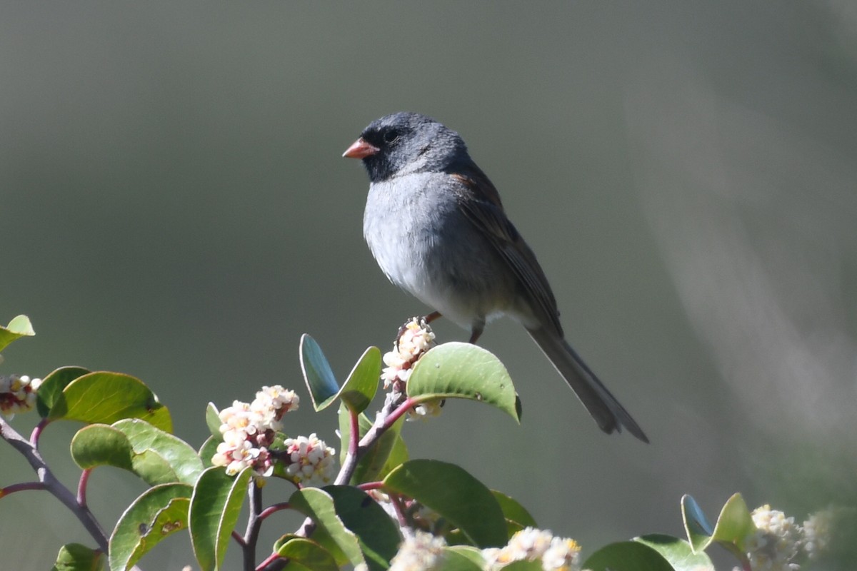Black-chinned Sparrow - Max Leibowitz