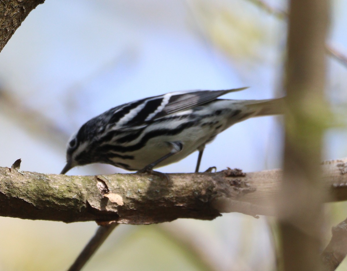 Black-and-white Warbler - ML618115152