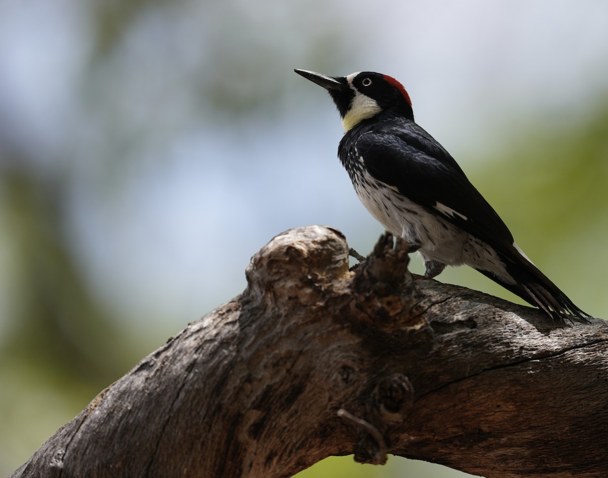 Acorn Woodpecker - Donald Estep