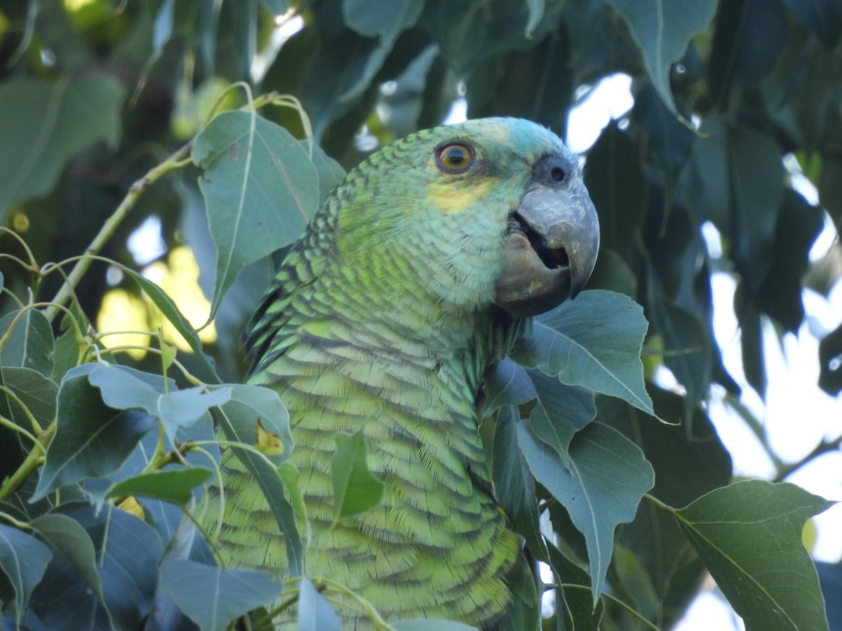 Turquoise-fronted Parrot - ML618115166