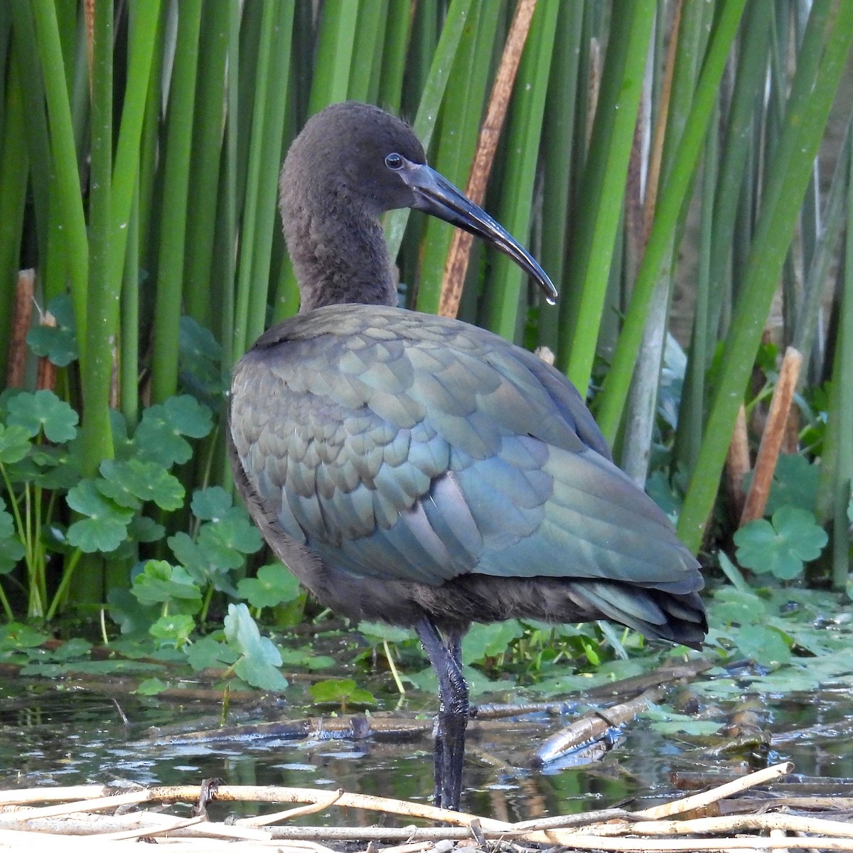 ibis andský - ML618115201