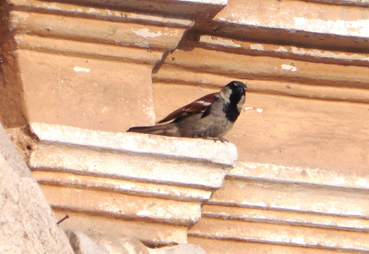House Sparrow - ML618115204