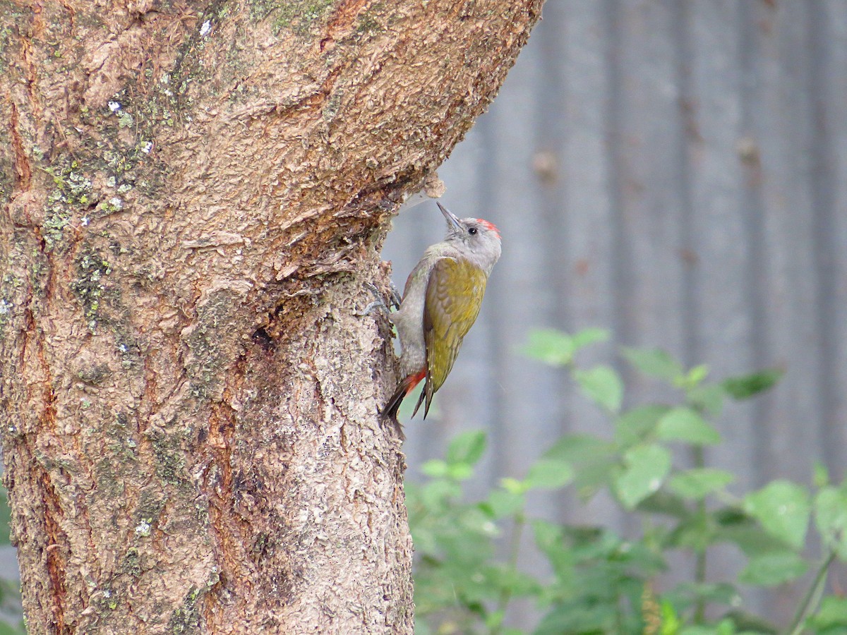 African Gray Woodpecker - ML618115213