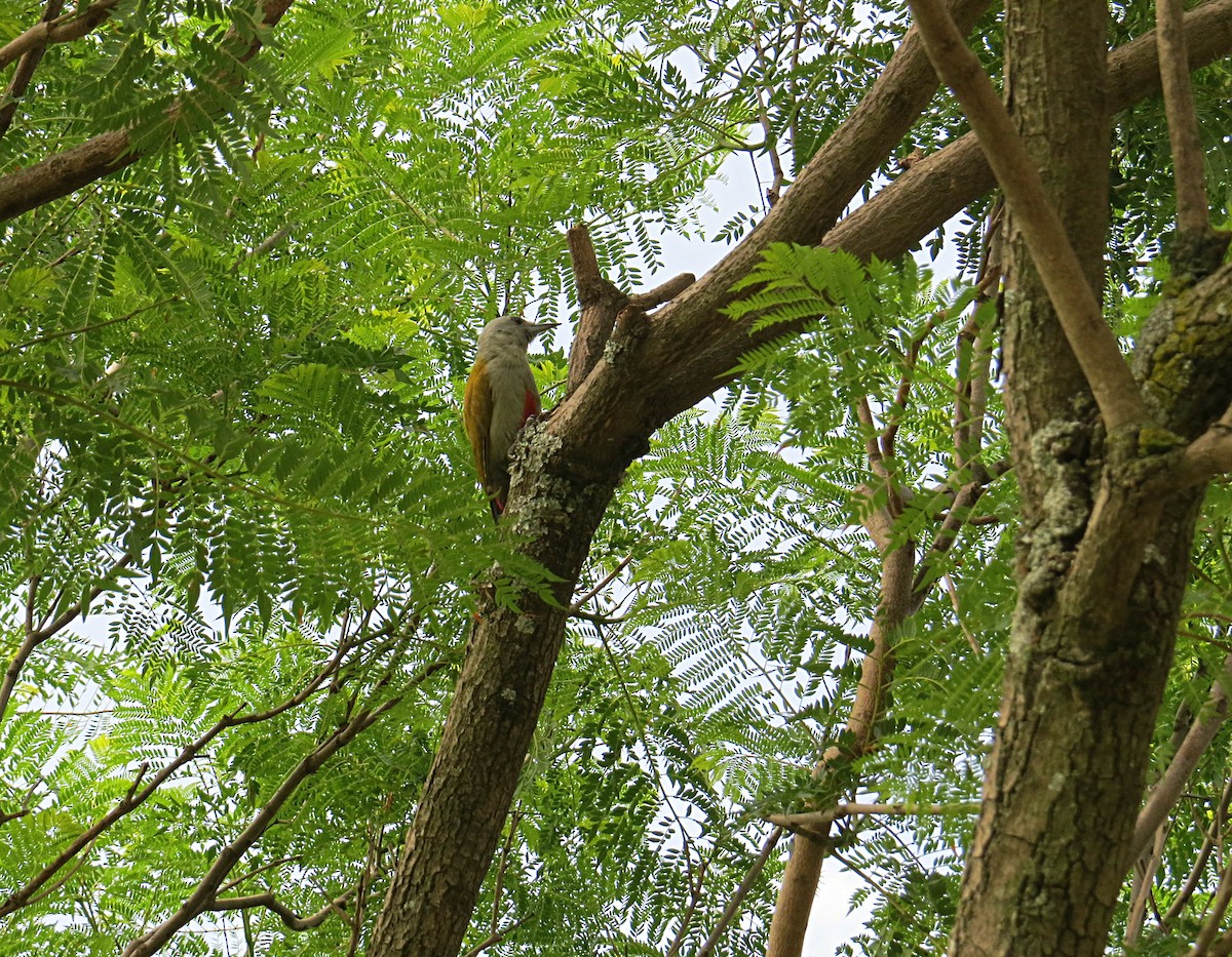African Gray Woodpecker - ML618115214