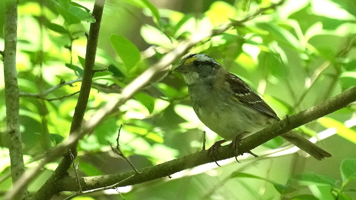 White-throated Sparrow - Sunil Thirkannad