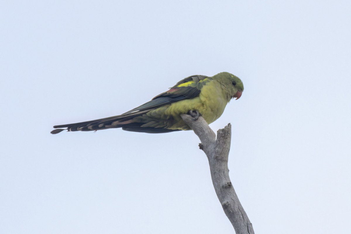 papouškovec žlutokřídlý - ML618115244