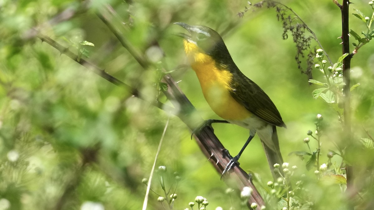 Yellow-breasted Chat - ML618115251