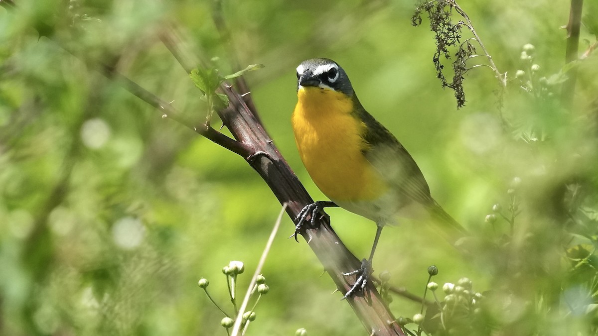 Yellow-breasted Chat - ML618115254