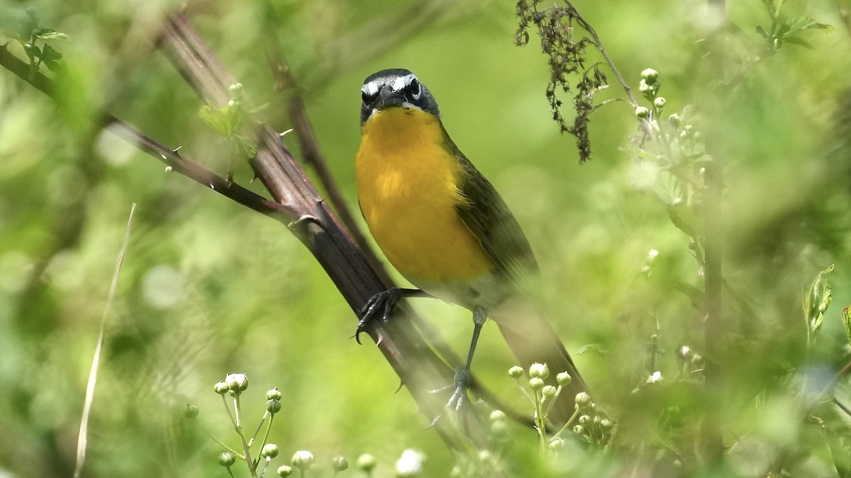 Yellow-breasted Chat - ML618115258
