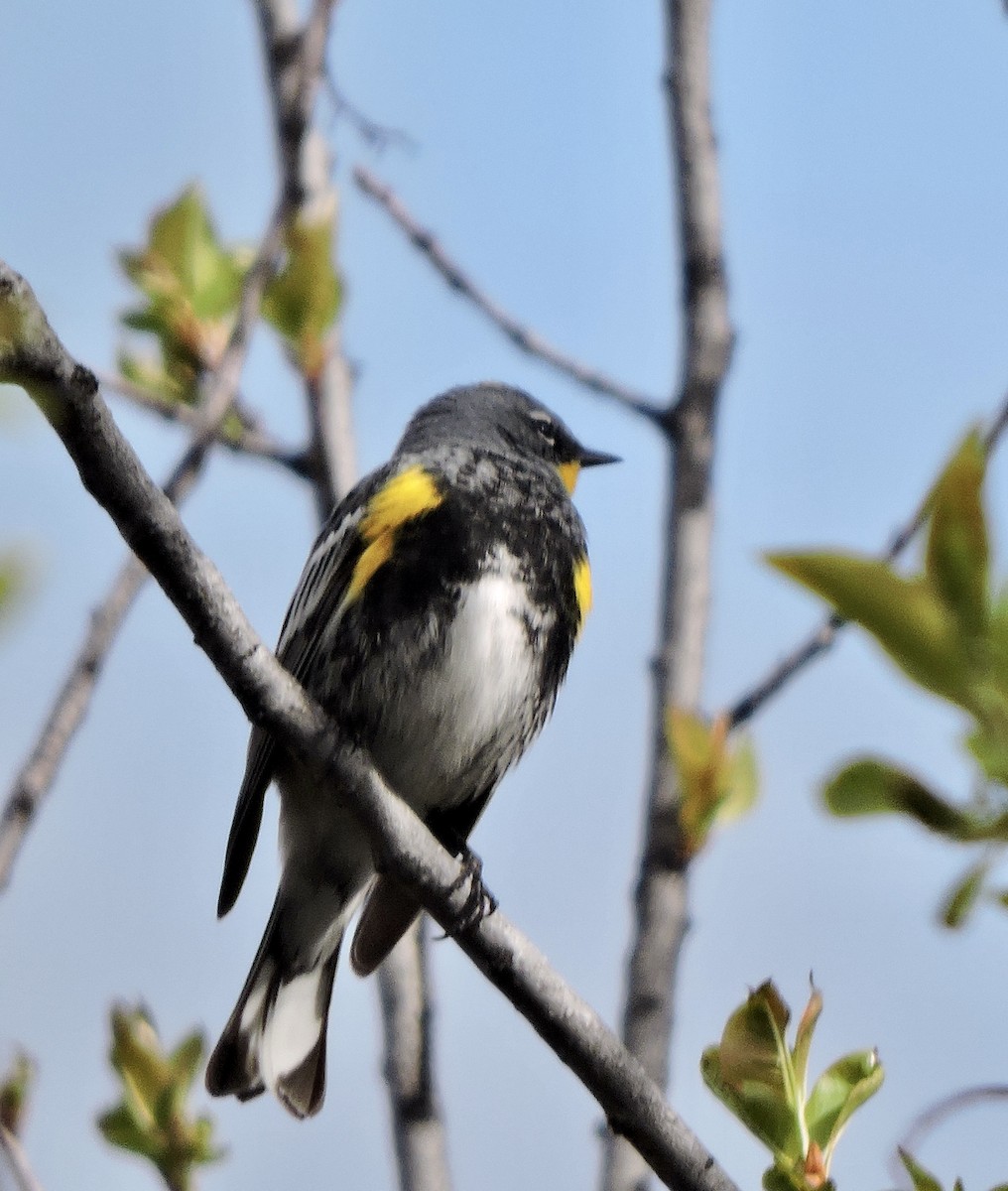 Yellow-rumped Warbler (Audubon's) - ML618115259