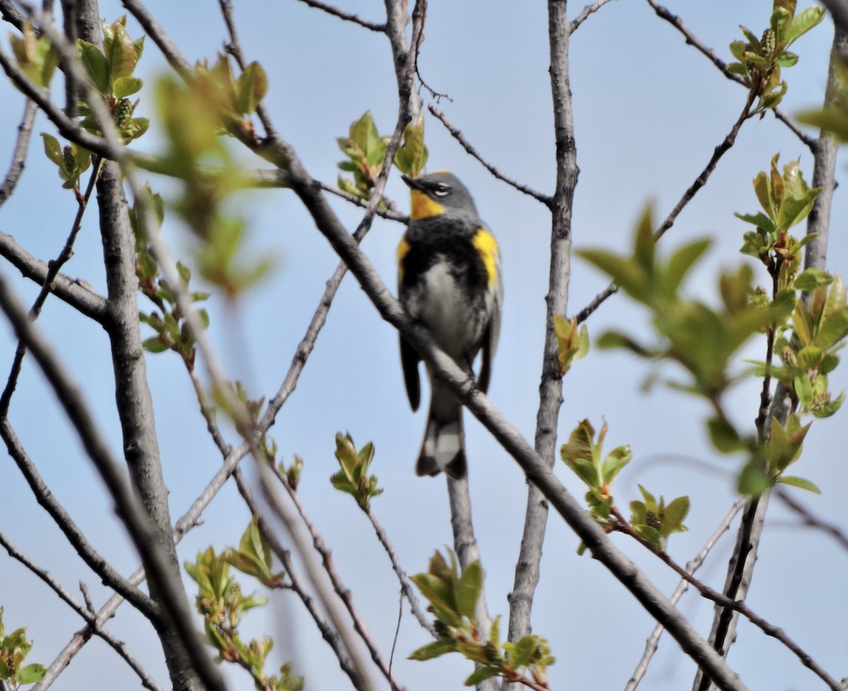 Yellow-rumped Warbler (Audubon's) - ML618115261